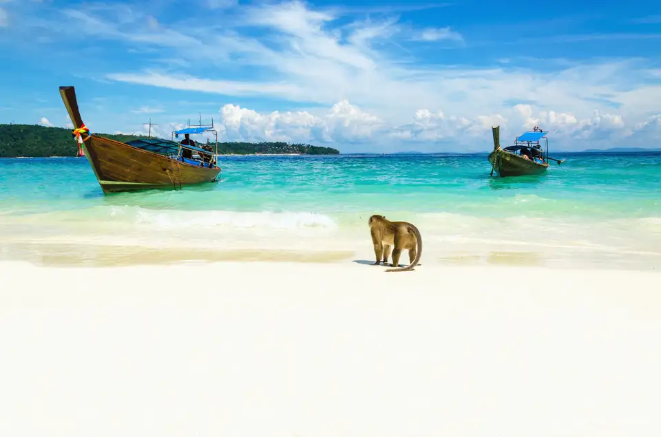 3_Monkey Beach