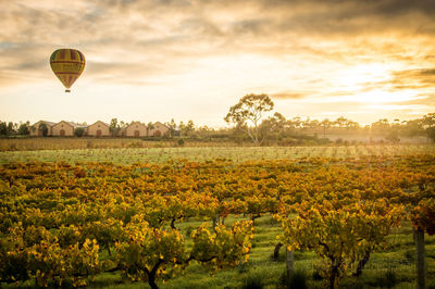 Barossa