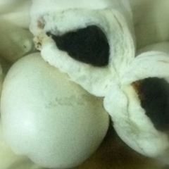 Yuan Da Tou Bao Zi User Photo