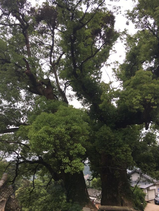 楊家堂村