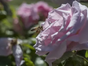 뮤니시펄 로즈 가든