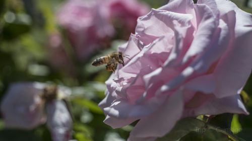 Municipal Rose Garden