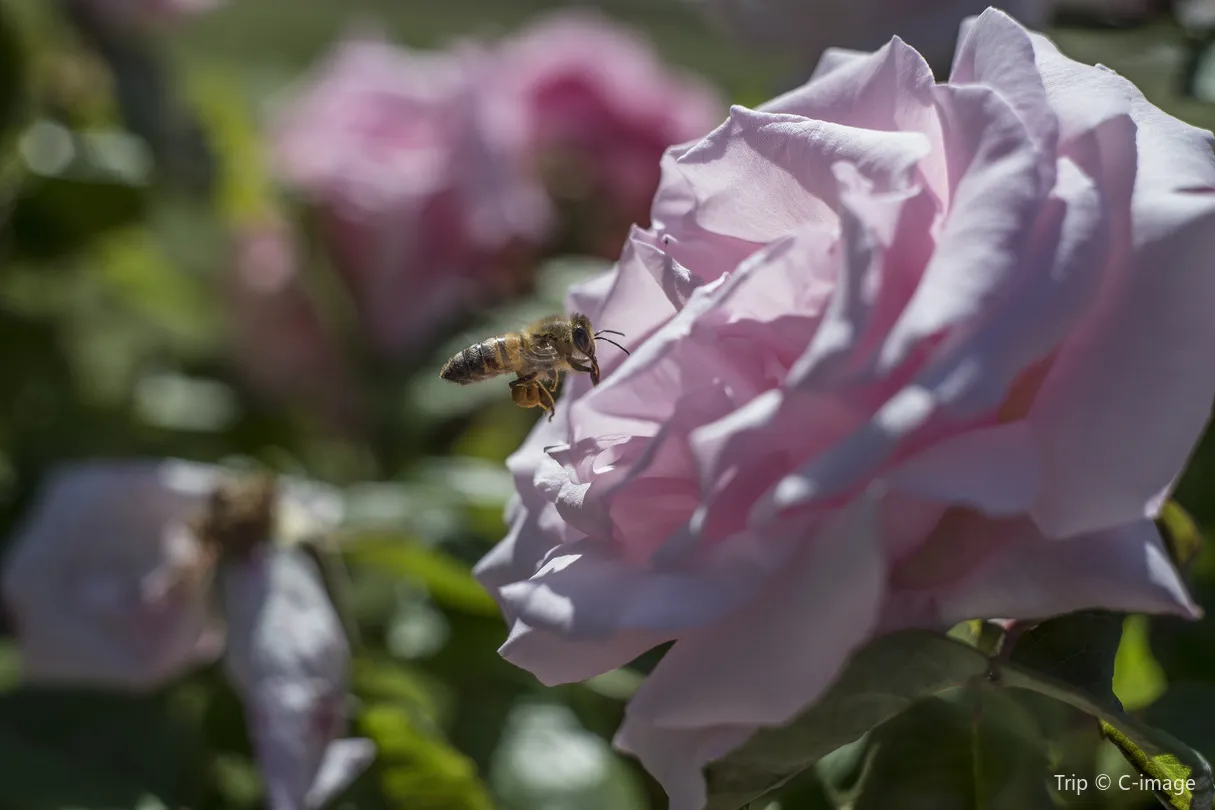 3_Municipal Rose Garden