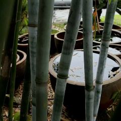 JADE YARD User Photo