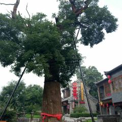 老槐树煎包 ảnh của người dùng