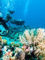 Coral Pulau Payar Diving