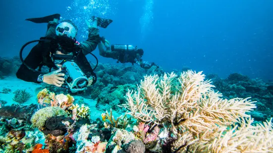 Coral Pulau Payar Diving