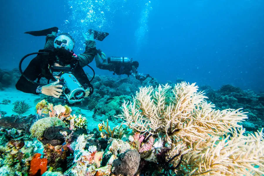 Coral Pulau Payar Diving