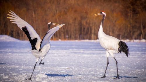 Kushiro City Red-crowned Crane Natural Park