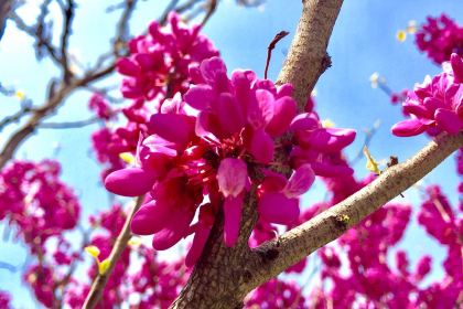 老洛阳面馆(红专路店)