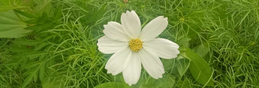 PAN GE LIA ROU XIE BAO