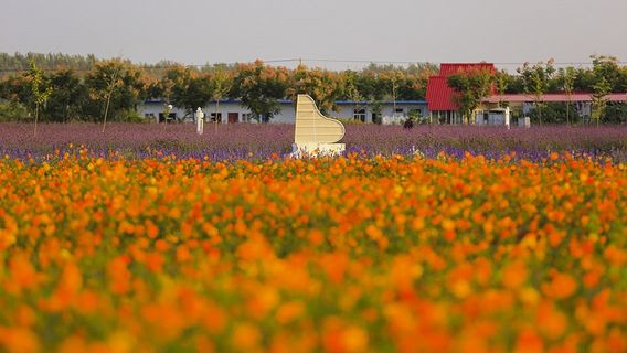 Shuanglou Flower Field