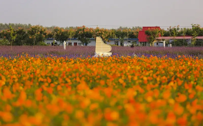 Shuanglou Flower Field