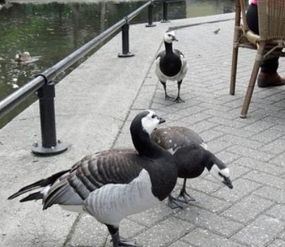 Ouwehands Dierenpark-Parkrest.