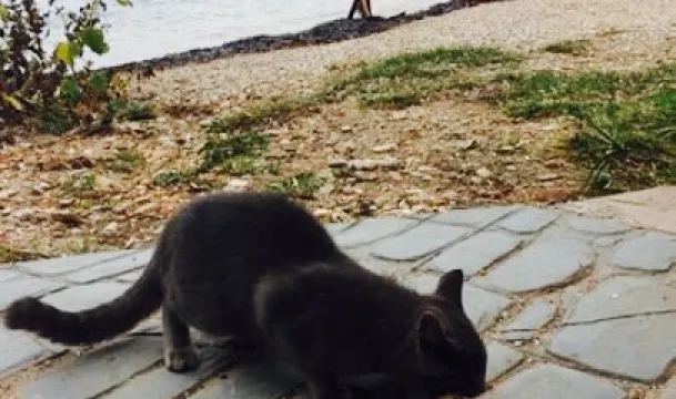 Ena Restaurant Pizza Gelateria