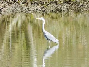 Reflections Cafe at Attenborough Nature Reserve