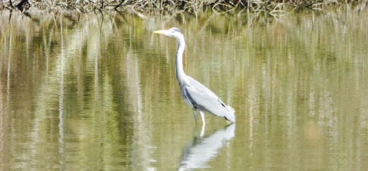 Reflections Cafe at Attenborough Nature Reserve