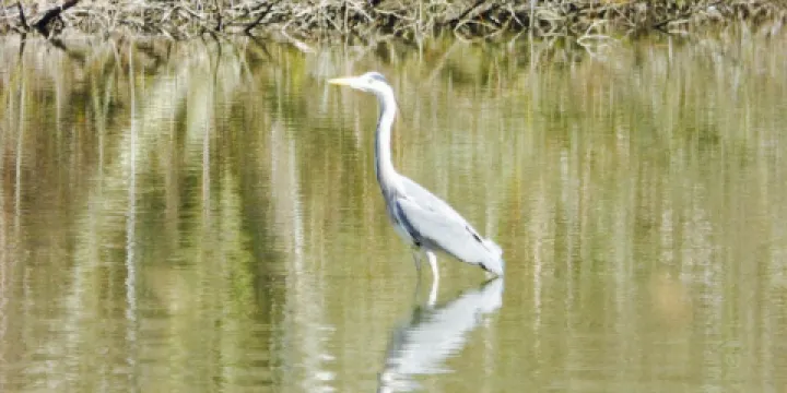 Reflections Cafe at Attenborough Nature Reserve