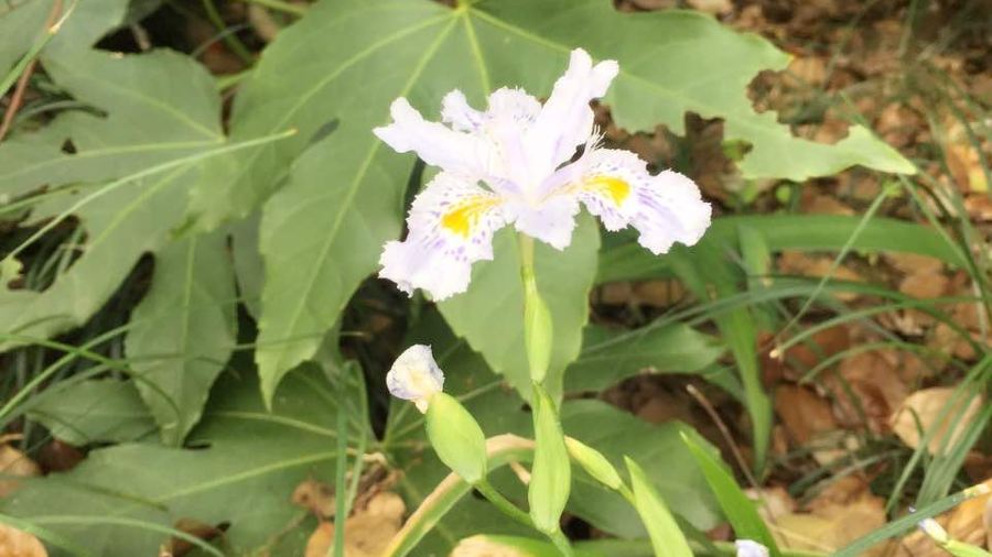 重庆小面·梦小面(世贸广场店)