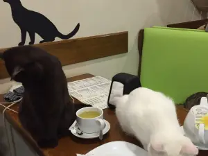 Cat Cafe