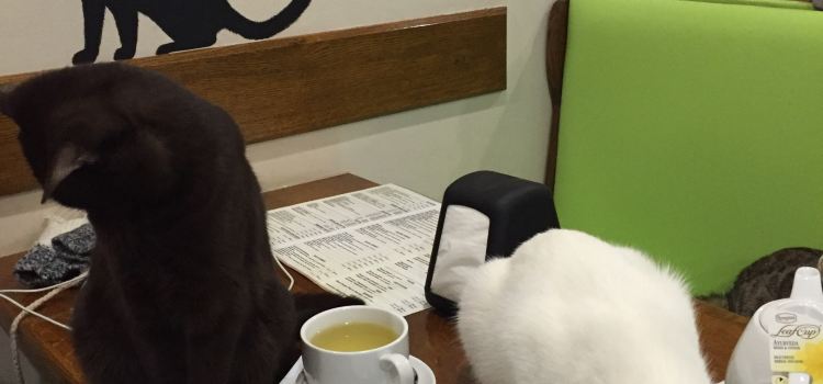 Cat Cafe