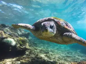 海龜保育中心