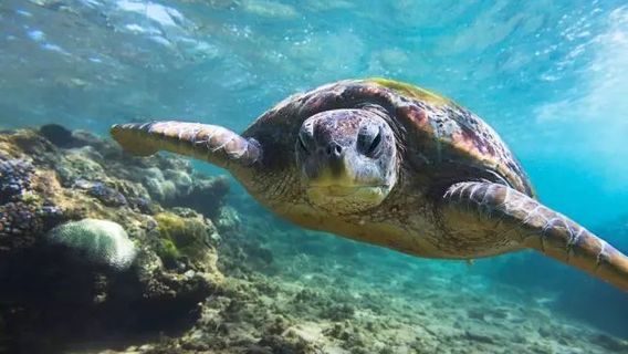 Segari Turtle Sanctuary