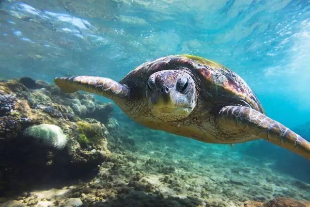Segari Turtle Conservation and Information Centre