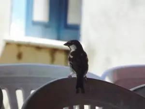 O Jangadeiro