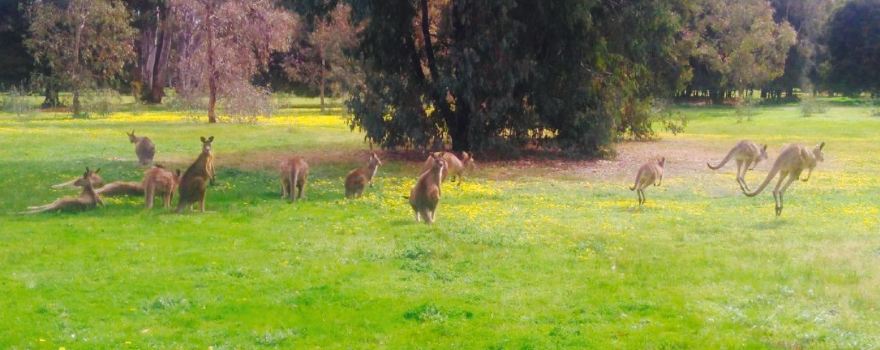Benalla Golf Club