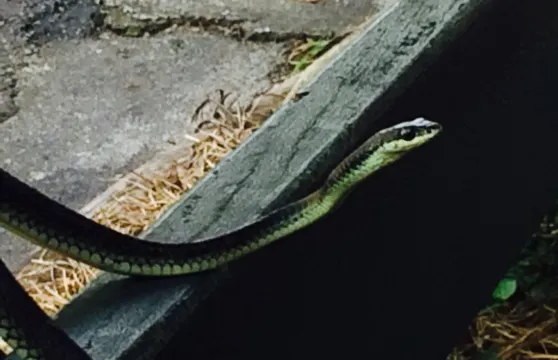 Byfield General Store