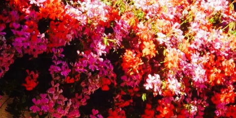 Ferme Auberge du Pré Bracot