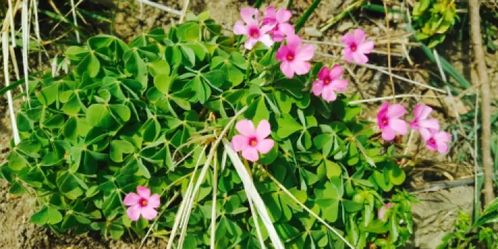 La Bottega di Chiassaia