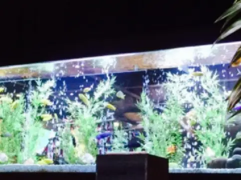 Cheddar's Scratch Kitchen