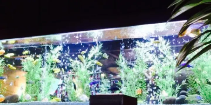 Cheddar's Scratch Kitchen