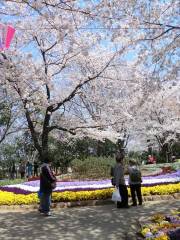 飛鳥山公園