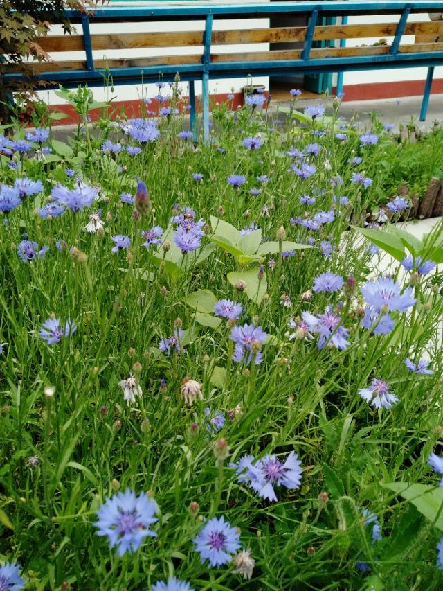 寓見花園餐廳