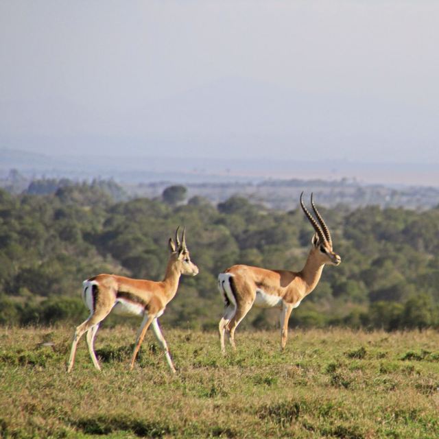 Sweetwaters Game Reserve