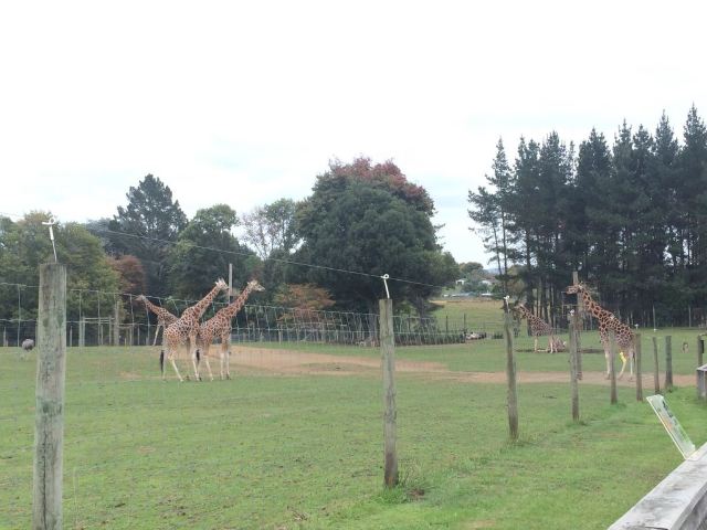 漢密爾頓島野生動物園