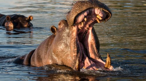 Chobe National Park