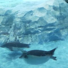 Emperor Penguin All Day Dining User Photo