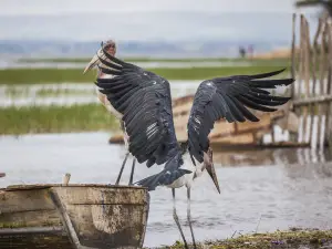 Abidjatta-Shalla National Park