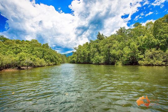 Daintree