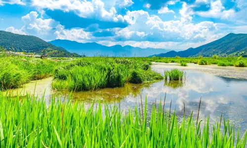 Seagrass