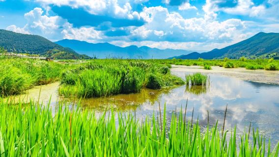 Grass Sea