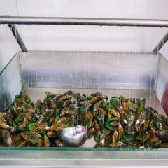 Cods and Crayfish張用戶圖片