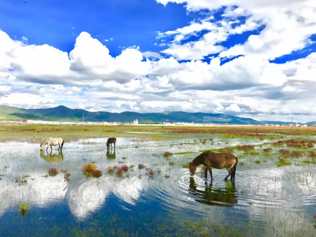 Shangri-La Horse Riding