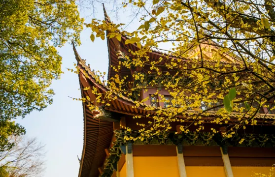 紹興新昌大佛寺景區半日遊【大佛寺景區門票+2小時人工講解服務】