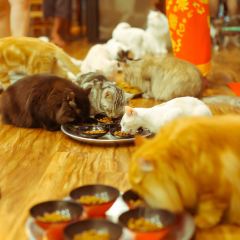 Cat 'n' A Cup Cat Cafe張用戶圖片