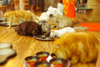 Cat 'n' A Cup Cat Cafe